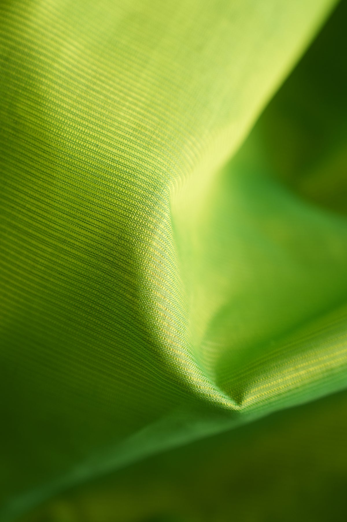 Leaf Green Mangalagiri Silk Cotton with Silver Border and Maroon Pallu Saree